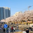 원성천 | 《🌸 천안 원성천 벚꽃 나들이 후기,벗꽃명소, 봄나들이, 천안가볼만한곳, 벚꽃 원성천》