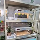 보담 | [취미] 전주 파충류카페 보담 파충류체험 솔직후기