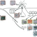 [수업나눔] 암석의 분류(수정) 이미지