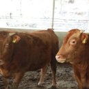 신영축산 이미지