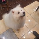 댕댕이아지트 이미지