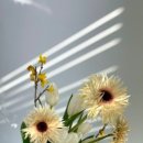 프리즈플라워스튜디오 네이버블로그