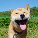 드루와드루와PC 이미지