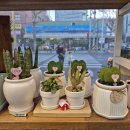 꽃처럼 | 대구꽃집 추천, 졸업·인사 시즌에 찾게 되는 칠성동 감성 꽃집 꽃처럼 방문 후기