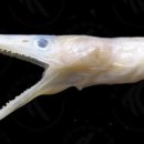 오리와 장어 이미지