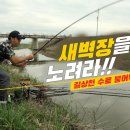 새벽장