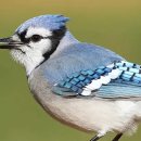 【파랑어치 Blue jay】 「북아메리카에 서식하는 까마귀과의 철새」 이미지
