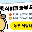 춘식이팜 고구마심기 같이해요 이미지