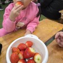 소풍농장 | 용인 딸기체험농장, 딸기랑소풍가기좋은날 내돈내산 다녀옴