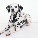 맑은플란트치과의원 이미지