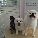 빙구네 애견미용실 네이버블로그