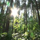 장성 편백나무숲의 기록-kbs 다큐멘터리 3일 이미지