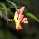 마루분식 이미지