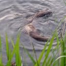 수달수영장 앞 이미지