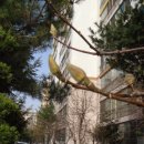 자목련 [紫木蓮, Magnolia liliflora] 꽃의 관찰 이미지