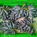 사파이어로 이미지