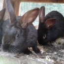 우포늪단감펜션 이미지