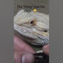 bearded dragon with shed around his eye 이미지