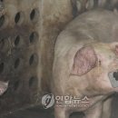 김흥수농장 이미지