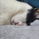 다미 운송 | 호주 멜번 강아지 고양이와 함께 호주 갈 수 있을까? 타임라인, 비용, 도착 및 해외 운송업체 이용 후기