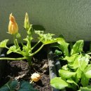 김삿갓면-36 이미지