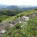 에델바이스 이미지