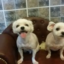 금비펫살롱 이미지