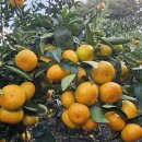 동백농장 이미지