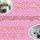 [애견의류]플라이퍼피에서 주문한 아가일니트 강아지옷 후기