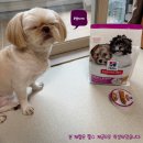 퍼피잇 | [Hill's] 힐스 강아지사료 신제품 | 1월 한달만 50%할인, 초소형백 후기