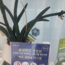 장미 스킨 바디