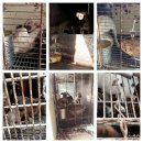 퍼스트독 이미지