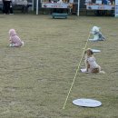 펫스티발 | 전주 11월 가을 행사 반려동물 애견 카페 유올리 고마멍마켓 축제 후기