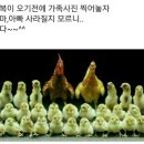 그놈의 닭 이미지
