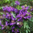 하고초(夏枯草) 이미지