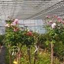 김종섭농장 이미지