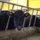 아산칡소영농조합법인 이미지