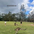 파인포유 | [브리즈번 여행] 경비 / 일정 추천 / 론파인코알라 보호구역