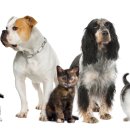 위드동물병원 이미지