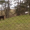 고원목장(2) 이미지