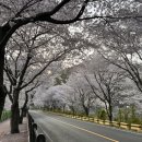 벚꽃100리길 활성 | [영천 벚꽃백리길] 영천 벚꽃마라톤 코스 소개(2024.4.9.풍경)