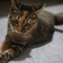 우다닥 고양이호텔 이미지