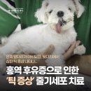 소원동물병원 | 강아지 홍역 후유증으로 인한 틱 증상, 줄기세포 치료, 줄기세포 동물병원, 애니컴메디컬센터