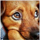 펫퍼스트 24시 강아지분양 고양이분양 파주운정점 | 펫퍼스트 24시 강아지분양, 고양이분양 파주운정점에서의 신중한 선택~