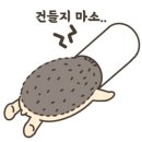 엘리시안강촌수영장 이미지