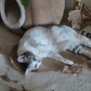 대전24시 센트럴동물병원 | 대전고양이동물병원에서 치아흡수성 발치 비용과 반려동물 펫보험 펫퍼민트 보험금 후기