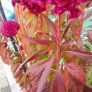 인헌동-20 이미지