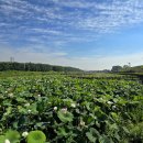 번암리 조천연꽃공원1 이미지