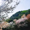 산꽃벚꽃오토캠핑장 이미지