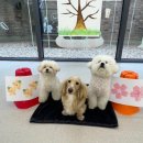 하울팟 케어클럽(분당서현점) 이미지